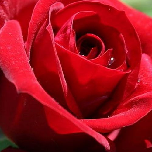 Online rózsa webáruház - virágágyi floribunda rózsa - vörös - Rosa Niccolo Paganini ® - diszkrét illatú rózsa - Alain Meilland - Sötétvőrős színű, apró, teahibrid formájú virágai csokrosan nyílnak.